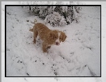 Retriever z Nowej Szkocji, Szczeniak, �nieg